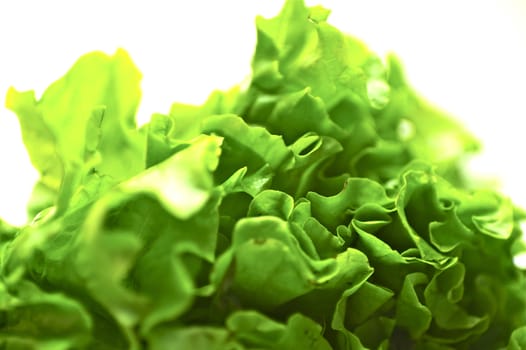 Green Salad on White Background. Green Fresh Organic Salad - Vegetable Photo Collection.