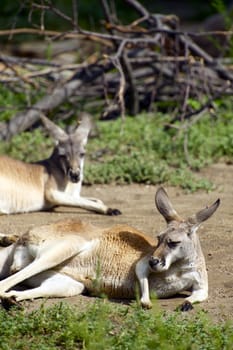 Two Kangaroos Resting on the Ground - Vertical Photography.