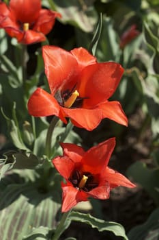 Red Blossom Tulips - Tulips Season. Vertical Photo. Flowers Photo Collection.
