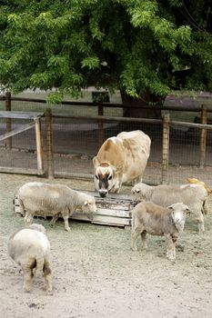 Small Farm with Farm Animals like Cow, Chicken and Sheep. Vertical Photography.