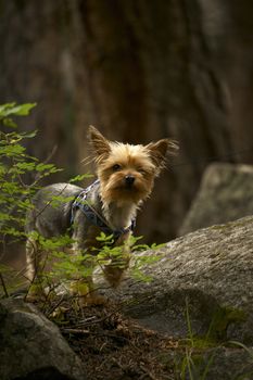 Dog in Forest. Small Silky Terrier on Leash. Deep Mountain Forest