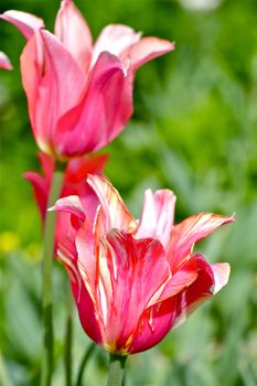 Pink Tulip Vertical Photography. Blossom Tulips. Flowers Photo Collection.