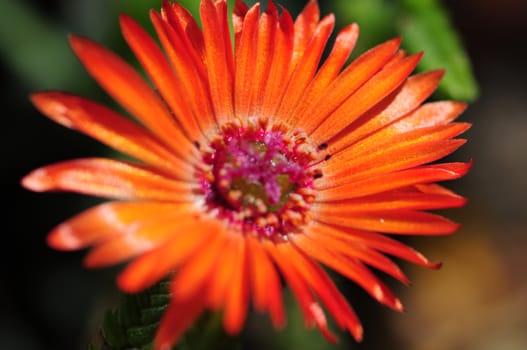 Small Red Flower in Macro Photography. Flowers Photo Collection