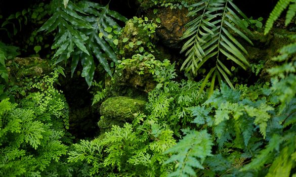 Rainforest Nature Background. Rainforest Plants Horizontal Photography.