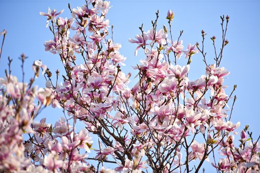 Magnolia Tree on the Blue Sky. Flowering Magnolia Tree. Nature Photo Collection.