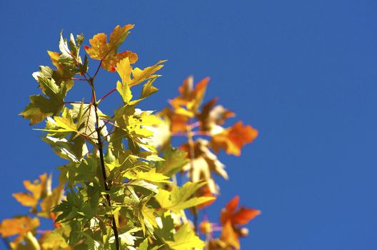 Colors of the Fall - Autumn Leafs on Clear Blue Sky. Nature Photo Collection. Leafs Closeup.