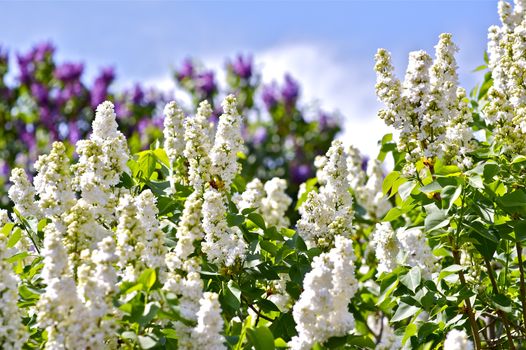 White Blossom Syringa and Violet Syringa in the Back. Blossom Spring.