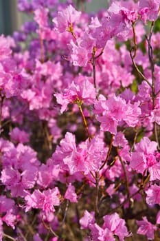Dark Pink Flowering Tree Vertical Closeup Photo.