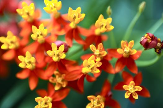 Tiny Flowers Macro Photo. Tropical Orange-Red Small Flowers in Macro Photography.