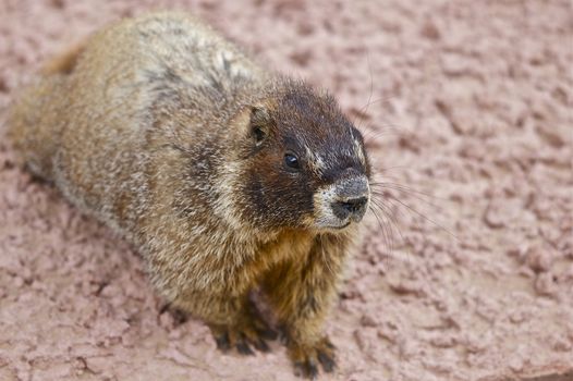 Whistle Pig - Belied Marmot. Colorado Wildlife. Rocky Mountains. USA