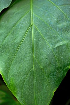 Large Green Leaf Vertical Nature Photo Background.