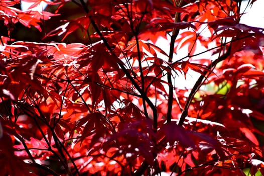 Red Leafs Plant-Tree. Cool Bright Red Leafs.