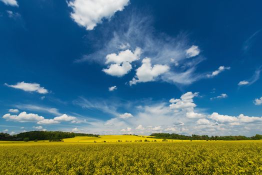 Rapeseed Fields Early Summer Landscape. Yellow Rape Fields. Scenic Nature Photo Background.