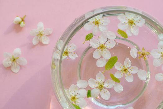 Cherry blossom in vase on pink background