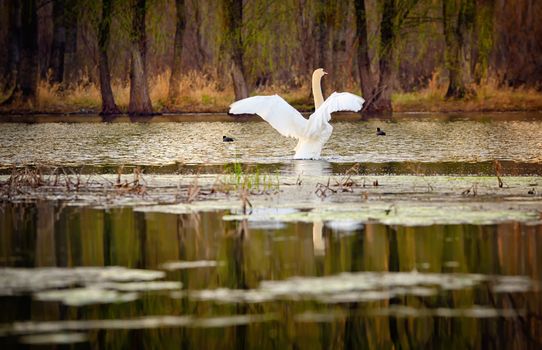 Single swan at sunrise on lake