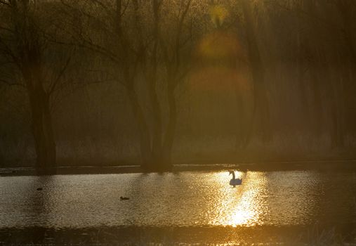 Single swan at sunrise on lake