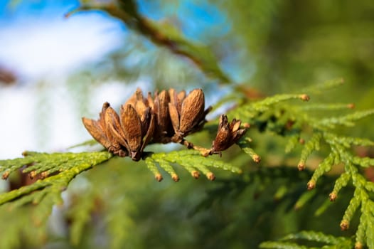 beautiful buds on a tree branch