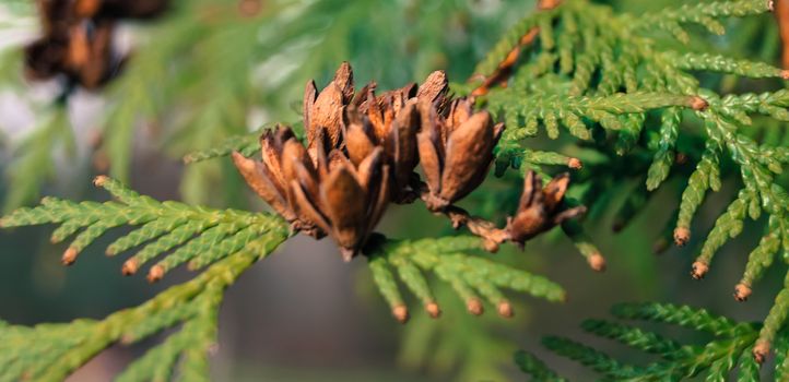 beautiful buds on a tree branch