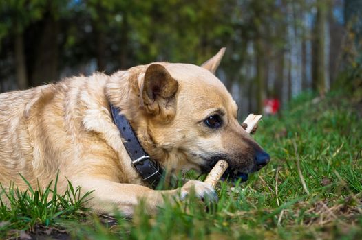 little dog plays and chews a stick