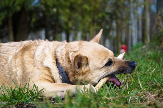 the dog cleans the teeth the branch of a tree