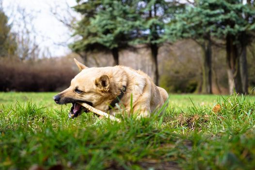 the dog is chewing the stick