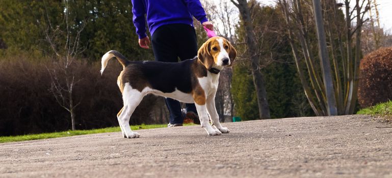 dog Beagle on a leash for a walk with its owner