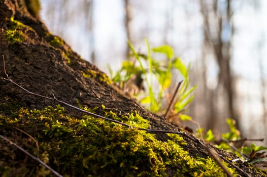 moss on tree trunk vegetation