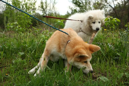 Cute puppies enjoying and playing on the meadow