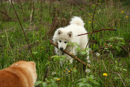 Cute puppies enjoying and playing on the meadow