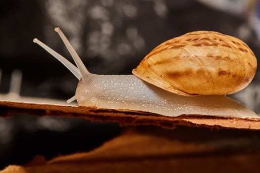 snail macro photo