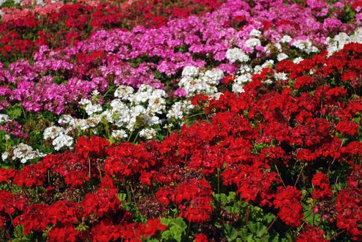 Field of Colored Red, Pink, Purple and White Flower Rows