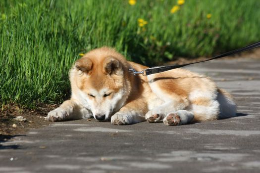 Akita Iny puppy loafing on the sidewalk