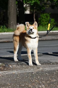 Akita Inu puppy proudly posing on the sidewalk