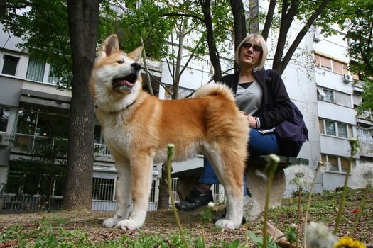 Lady and Akita Inu puppy resting on the bench