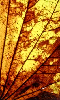 A macro view of leaf surface