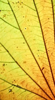 A macro view of leaf surface