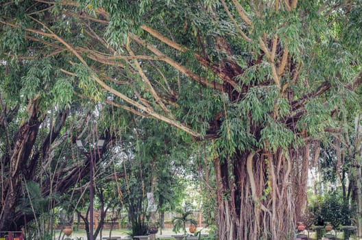 Banyan Big trees near high