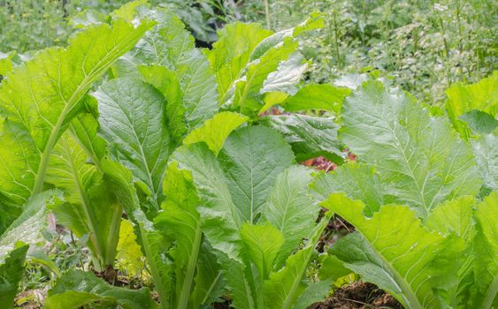 Green leafy lettuce for cooking close-up