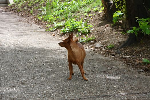 Cute Miniature Pinscher posing on the sidewalk