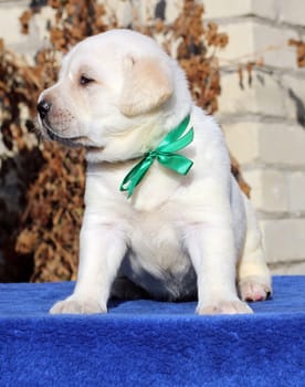 a little cute yellow labrador puppy sitting on blue background