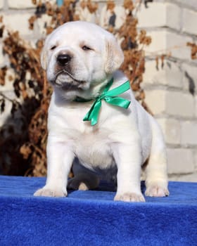 the little cute yellow labrador puppy sitting on blue background