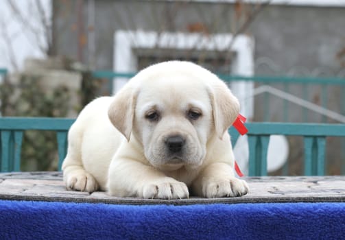 little lovely cute yellow labrador puppy sitting on blue background