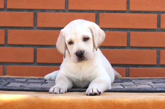 the little yellow labrador puppy sitting on brown background