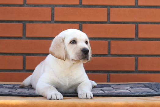 a little yellow labrador puppy sitting on brown background