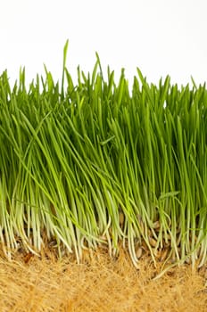 Spring fresh green grass growth structure with roots, close up over white background, low angle view