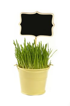 Fresh spring green grass growing in small painted metal bucket with wooden black chalkboard sign, close up over white background, low angle side view