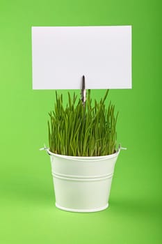 Fresh spring grass growing in small painted metal bucket with white paper sign copy space, close up over green paper background, low angle side view