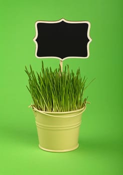 Fresh spring grass growing in small painted metal bucket with wooden black chalkboard sign, close up over green paper background, low angle side view