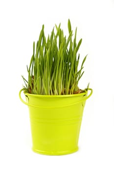 Spring fresh green grass growing in small painted yellow metal bucket, close up over white background, side view