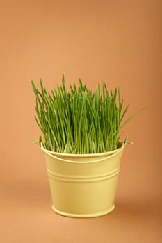Spring fresh green grass growing in small painted metal bucket, close up over brown paper parchment background, low angle side view